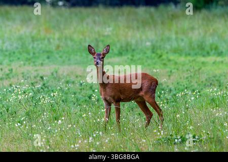 Ein Hirsch, der auf einer üppig grünen Wiese mit Wildblumen steht und auf die Kamera blickt. Das Reh (Capreolus capreolus), auch bekannt als das Reh, wester Stockfoto