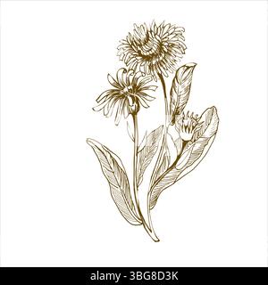 Medizinische Kraut Blumen Tinte Grafik Illustration. Hand gezeichnete Vektor-monochrome Malerei, Feldblumen mit Blütenblüte und Blätter Clipart für Stock Vektor