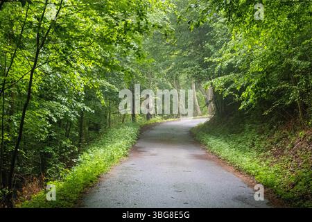 Schmale Asphaltstraße, die sich durch dichten grünen Wald schlängelt Stockfoto