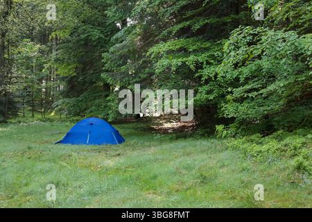 Einsames Zelt in Waldlichtung umgeben von Bäumen und Sommergrün Stockfoto