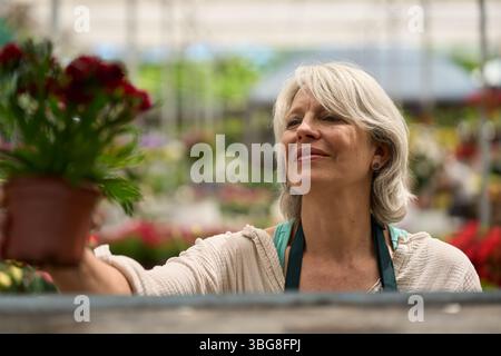 Gärtner, der rote Blumen im Gewächshaus hält Stockfoto