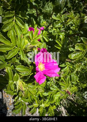 Leuchtend rosa wilde Rugosa rote Rose blüht zwischen üppig grünen Blättern bei natürlichem Sonnenlicht mit einer sichtbaren Textur von Blütenblättern und Laub Stockfoto