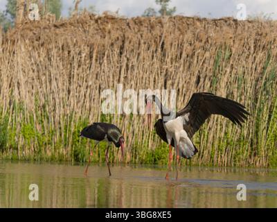 Schwarzstorch, Ciconia nigra, zwei Vögel im Wasser, Ungarn, Mai 2025 Stockfoto