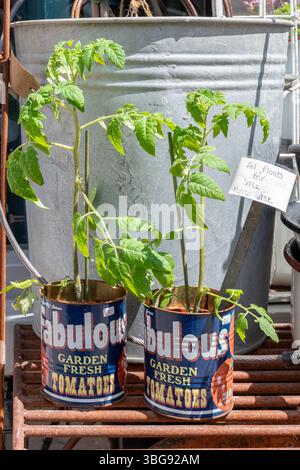 Tomatenpflanzen, die in Vintage-Retro Fabulous Garden Fresh Tomaten Lebensmitteldosen angebaut werden, werden außerhalb des Ladens in England, Großbritannien verkauft Stockfoto