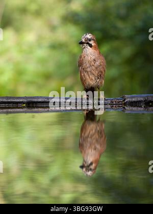 Eurasian jay, Garrulus glandarius, Single Bird by Water, Ungarn, Mai 2025 Stockfoto