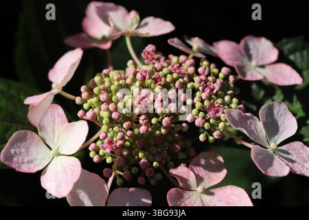 Lacecap Hortensie mit kleinen, rosa, fruchtbaren Röschen in der Mitte, umgeben von größeren, blassrosa sterilen Röschen Stockfoto