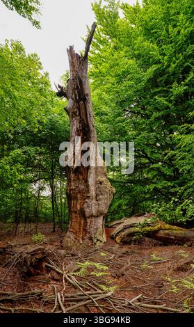 Abgestorbener Baumstamm im Urwald Sababurg, Gutsbezirk Reinhardswald Hofgeismar Hessen Deutschland *** Toter Baumstamm im Urwald Sababurg, Gutsbezirk Reinhardswald Hofgeismar Hessen Deutschland Stockfoto