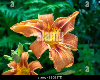 Taglilien in voller Blüte Stockfoto