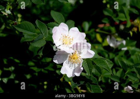 Dog Rose (Rosa canina), Warwickshire, Großbritannien Stockfoto