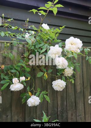 Halbdoppelte Blüten des weißen Roseneisbergs, einer Klettervariante, die ab dem Frühsommer den Zaun eines englischen Gartens bedeckt. Stockfoto