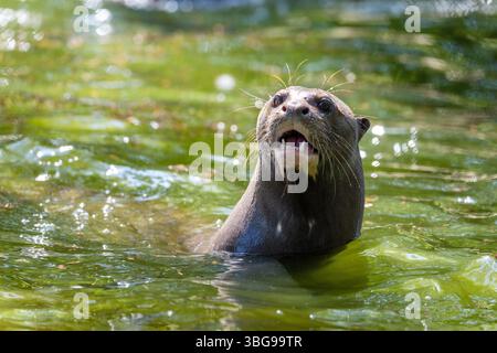 Erwachsener Riesenotter, Pteronura brasiliensis, ein südamerikanisches Fleischfresser. Sie ist die größte Otter-Art und in der Wildnis gefährdet. Stockfoto
