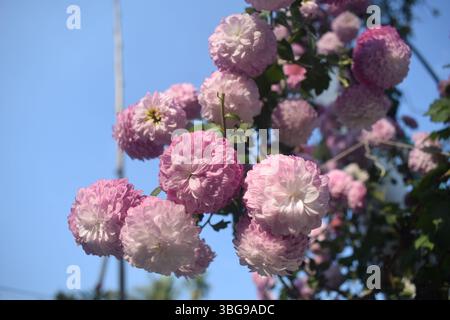 Schöne Chrysanthemen Blumen aus nächster Nähe. Floraler Hintergrund der herbstrosa Chrysantheme. Rosafarbene Chrysanthemen im Garten. Stockfoto