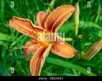 Nahaufnahme einer Daylily in Blüte Stockfoto