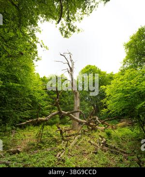 Abgestorbener Baum im Urwald Sababurg, Gutsbezirk Reinhardswald Hofgeismar Hessen Deutschland *** Toter Baum im Urwald Sababurg, Gutsbezirk Reinhardswald Hofgeismar Hessen Deutschland Stockfoto
