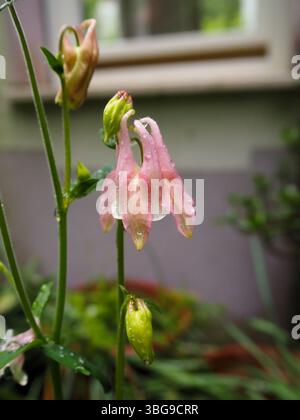 Nahaufnahme einer blassrosa Aquilegia vulgaris-Blume mit Wassertropfen und weichem Hintergrund. Frisches und romantisches Frühlingsdetail. Stockfoto