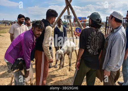 Srinagar, Indien. Juni 2025. Ein Opferschaf wird auf einem Viehmarkt gewogen, bevor es vor dem muslimischen fest Eid al-Adha verkauft wird. Muslime auf der ganzen Welt bereiten sich darauf vor, das jährliche Festival von Eid al-Adha zu feiern, oder das Opferfest, das das Ende der Hajj-Pilgerreise nach Mekka markiert und der Bereitschaft des Propheten Ibraham gedenkt, seinen Sohn zu opfern, um Gott Gehorsam zu zeigen. Quelle: SOPA Images Limited/Alamy Live News Stockfoto