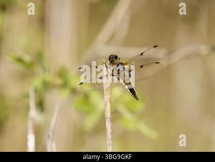 Vierfleckige Chaser-Weibchen - Libellula quadrimaculata Stockfoto