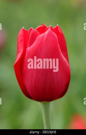 Tulipa Kingsblood Tulpe zeigt charakteristische leuchtend rote Blüten mit einem Spritzer Gelb an der Basis und blüht im April. UK Stockfoto
