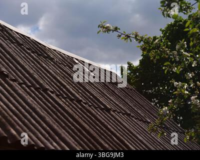 Nahaufnahme eines verwitterten, gewellten Faserzementdachs (oder Asbestzement) mit starken diagonalen Linien, gegenüber denen blühende Äste stehen Stockfoto