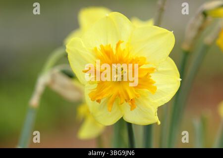 Narcissus Slice of Life Narzissen mit charakteristischen gelben Blüten und orangefarbenen Zentren im April. UK Stockfoto