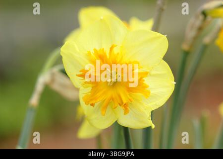 Narcissus Slice of Life Narzissen mit charakteristischen gelben Blüten und orangefarbenen Zentren im April. UK Stockfoto
