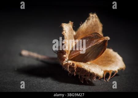 Atelier-Nahansicht einer gespaltenen, offenen Buchenfrucht (Buchennüsse) mit dem Kern auf schwarzem Papier im Scheinwerferlicht Stockfoto