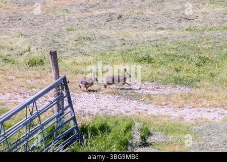 Paare von Europäischem Braunhasen Lepus europaeus bei Wildlauf auf Ackerland. buck jagt Rehe, um rituellen niederländischen Polder in den Niederlanden zu werben Stockfoto