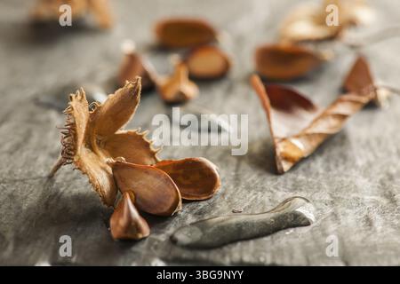 Nahaufnahme einer offenen Bechut-Frucht mit drei Samen und langen Wassertröpfchen auf hellem Schieferhintergrund in der Seitenfensterleuchte Stockfoto