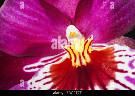 Makroaufnahme des Pollens und Stigmas einer violetten Blume der Stiefmütterchidee (lat.: Miltoniopsis Hybrid) isoliert auf Schwarz Stockfoto