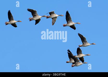 Graugänse / Graugans (Anser anser), die während der Wanderung im Frühjahr gegen den blauen Himmel fliegen Stockfoto