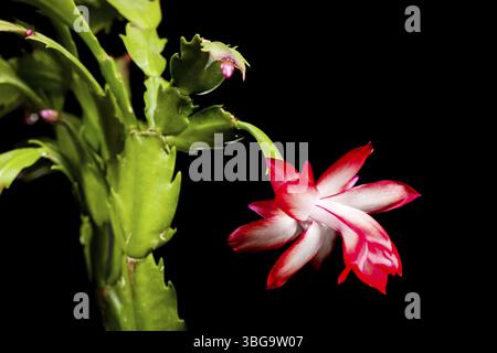 Nahaufnahme der Blume eines Weihnachtskaktus (lat: Schlumbergera) vor Schwarz Stockfoto