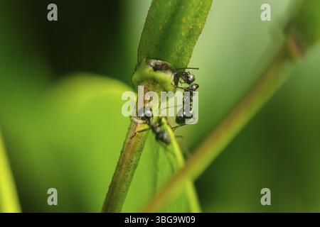 Nahaufnahme zweier Schwarzwegeriameisen (lat: Lasius niger) am Rand einer Rhododendronknospe, die vor einem natürlich grünen Hintergrund saft trinkt Stockfoto