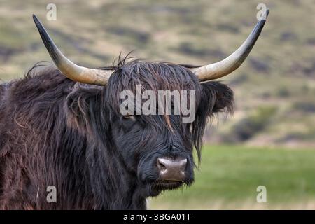 Porträt eines schottischen Hochlandrindes auf einer Weide in schottland Stockfoto