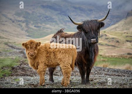 hochlandrinder mit Kalb auf einer Weide in den schottischen Highlands, Großbritannien Stockfoto