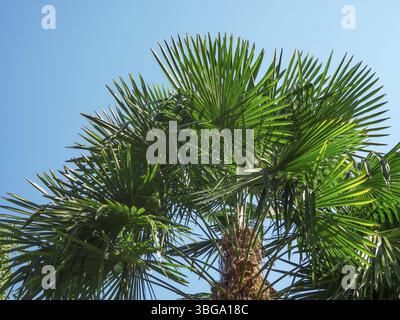 Baumkrone einer Fächerpalme (Trachycarpus fortunei) vor blauem Himmel am Kalterer See in Südtirol Stockfoto