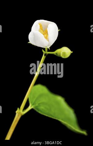 Nahaufnahme einer halb geöffneten Blüte des europäischen Pfeifenstrauchs (lat.: philadelphus coronarius) mit deutlich erkennbaren Antheren, eine Knospe, die auf die zeigt Stockfoto