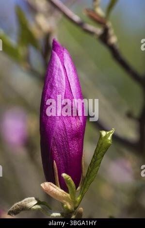 Blüte aus einem Tulip tree Stockfoto
