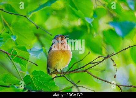 Der Eurasische Buchinch, oder einfach der Buchinch - Fringilla coelebs, ist ein weit verbreiteter kleiner Passerinvogel in den finken Stockfoto