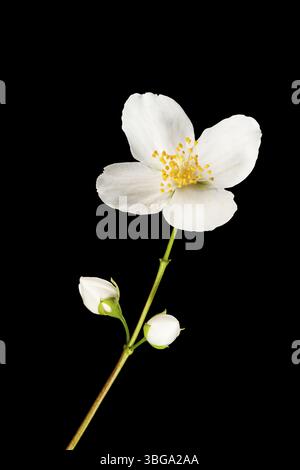 Studio-Nahaufnahme eines Stängels des europäischen Rohrbusches (lat.: philadelphus coronarius) mit einer vollständig geöffneten Blüte und zwei Knospen vor schwarzem Hintergrund Stockfoto