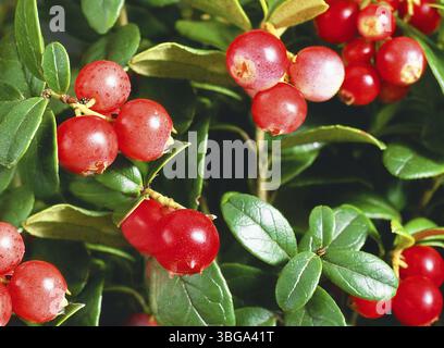 Nahaufnahme eines Preiselbeerbusches mit Reifen, roten Beeren, eingebettet zwischen leuchtend grünen Blättern. Weißrussland Stockfoto