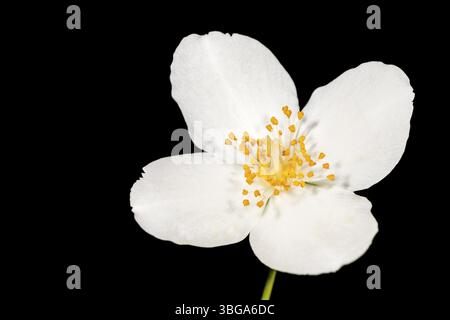 Nahaufnahme einer offenen vierblättrigen Blüte des europäischen Pfeifenstrauchs (lat.: philadelphus coronarius) mit deutlich erkennbaren Antheren, Staubblättern und Stempeln Stockfoto