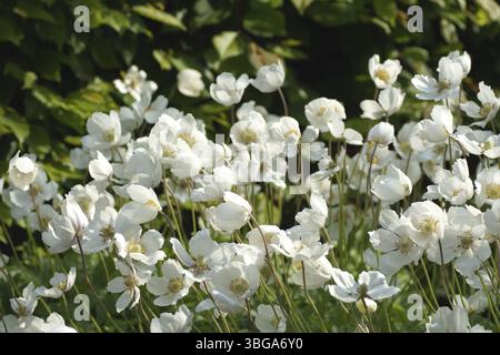 Alpenanemone - pulsatilla alpina Stockfoto