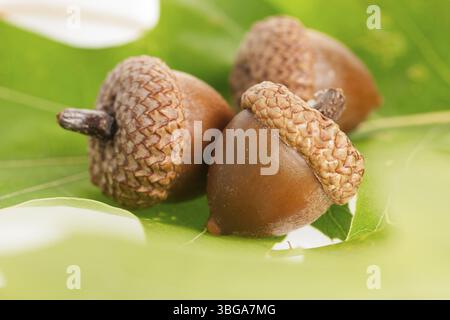 Nahaufnahme von drei Eicheln auf grünen Eichenblättern Stockfoto