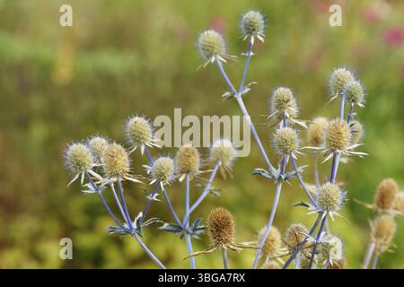 Mannstreu - Blaudistel - Eryngium planum Stockfoto