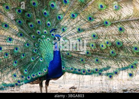 Schöner Indian Peacock im Yellow River Wildlife Sanctuary in der Nähe von Atlanta in Lilburn, Georgia. (USA) Stockfoto