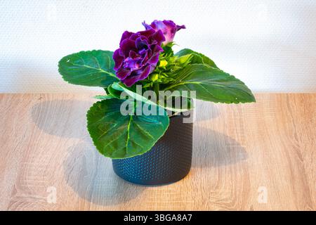 Gloxinia-Zimmerpflanze (Sinningia speciosa) mit leuchtend violetten Blüten auf einem Tisch Stockfoto