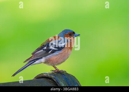 Der Eurasische Buchinch, oder einfach der Buchinch - Fringilla coelebs, ist ein weit verbreiteter kleiner Passerinvogel in den finken Stockfoto