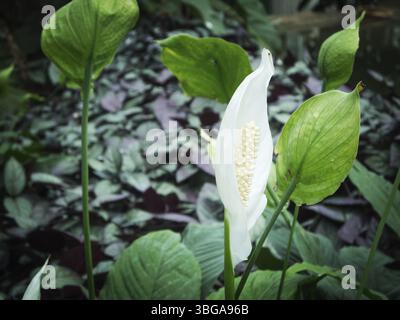 Nahaufnahme einer weißen Calla-Blume (Calla palustris) vor einem unscharfen natürlichen Hintergrund Stockfoto