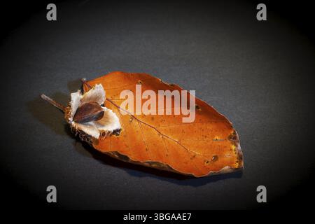 Studio-Aufnahme mit verwelktem Buchenblatt und einzelnen Buchennüssen vor dunklem Studio-Hintergrund Stockfoto