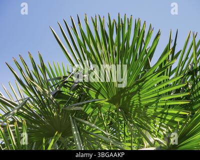 Baumkrone einer Fächerpalme (Trachycarpus fortunei) vor blauem Himmel am Kalterer See in Südtirol Stockfoto